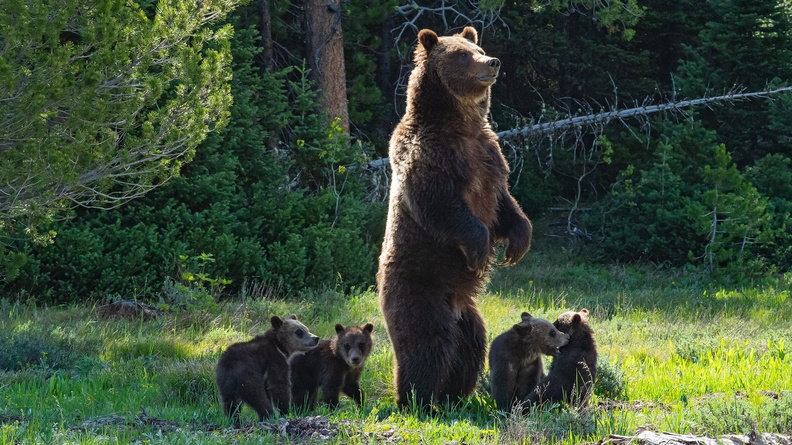 2020-05 Yellowstone Grizzly 399 with 4 cubs 1